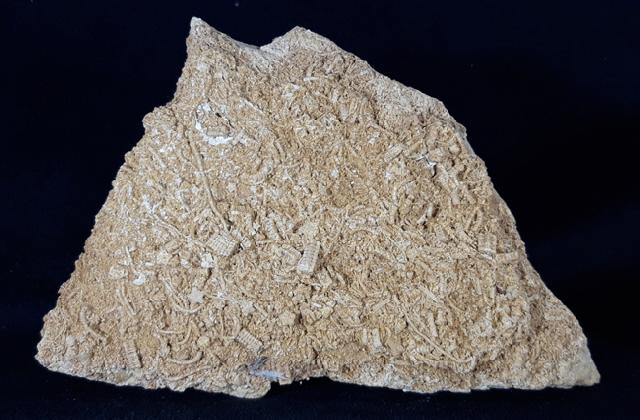 Pentacrinites aff. scalaris (GOLDFUSS 1831) - Bild &copy; FossNet FossilienStore